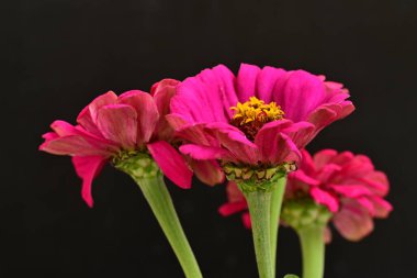 Siyah arkaplandaki zinnia çiçeklerini kapat 