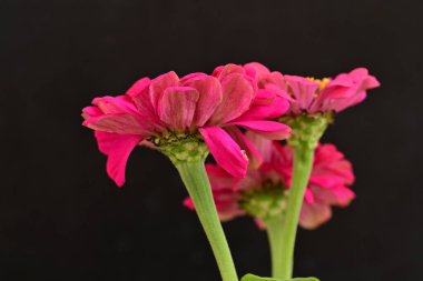 Siyah arkaplandaki zinnia çiçeklerini kapat 