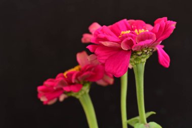 Siyah arkaplandaki zinnia çiçeklerini kapat 