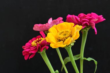 Siyah arkaplandaki zinnia çiçeklerini kapat 