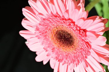 Güzel çiçeğin yakın plan görüntüsü, doğa konsepti.