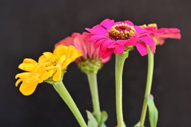 Karanlık arka planda zinnia çiçeklerini kapat 