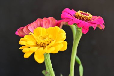 Karanlık arka planda zinnia çiçeklerini kapat 