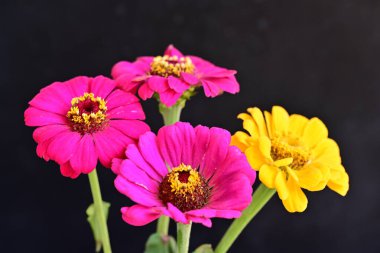 Karanlık arka planda zinnia çiçeklerini kapat 