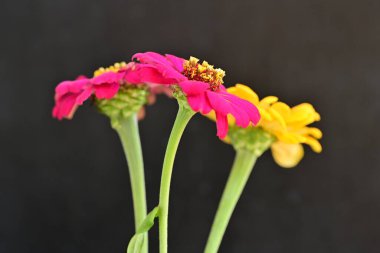 Karanlık arka planda zinnia çiçeklerini kapat 