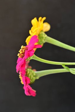 Karanlık arka planda zinnia çiçeklerini kapat 