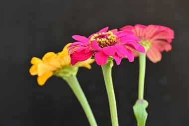 Karanlık arka planda zinnia çiçeklerini kapat 