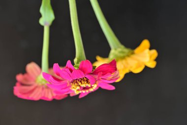 Karanlık arka planda zinnia çiçeklerini kapat 