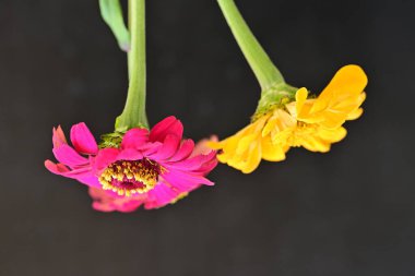 Karanlık arka planda zinnia çiçeklerini kapat 