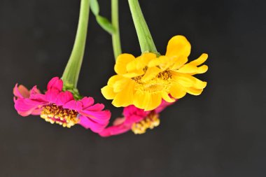 Karanlık arka planda zinnia çiçeklerini kapat 