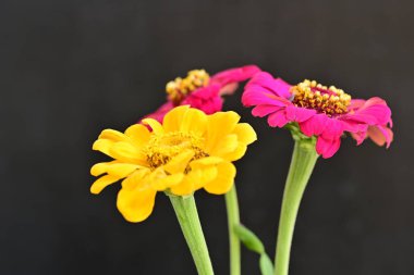 Karanlık arka planda zinnia çiçeklerini kapat 