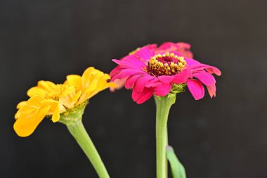 Karanlık arka planda zinnia çiçeklerini kapat 