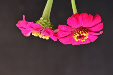 Karanlık arka planda zinnia çiçeklerini kapat 