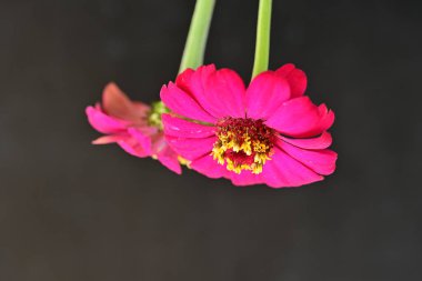 Karanlık arka planda zinnia çiçeklerini kapat 