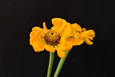 Karanlık arka planda zinnia çiçeklerini kapat 