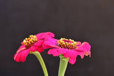 Karanlık arka planda zinnia çiçeklerini kapat 