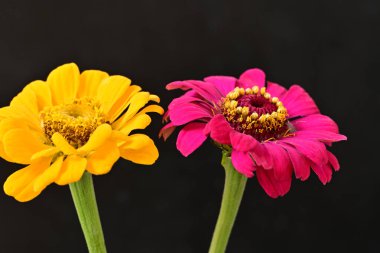 Karanlık arka planda zinnia çiçeklerini kapat 