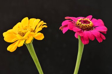Karanlık arka planda zinnia çiçeklerini kapat 