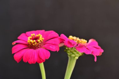 Karanlık arka planda zinnia çiçeklerini kapat 