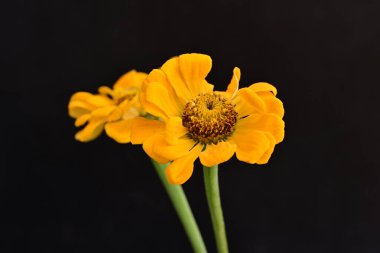 Karanlık arka planda zinnia çiçeklerini kapat 