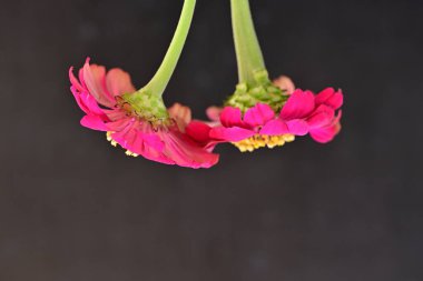 Karanlık arka planda zinnia çiçeklerini kapat 