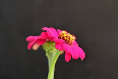 Karanlık arka planda zinnia çiçeklerini kapat 