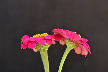 Karanlık arka planda zinnia çiçeklerini kapat 