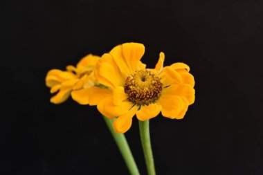 Karanlık arka planda zinnia çiçeklerini kapat 