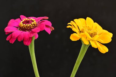 Karanlık arka planda zinnia çiçeklerini kapat 