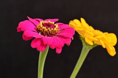 Karanlık arka planda zinnia çiçeklerini kapat 