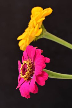 Karanlık arka planda zinnia çiçeklerini kapat 