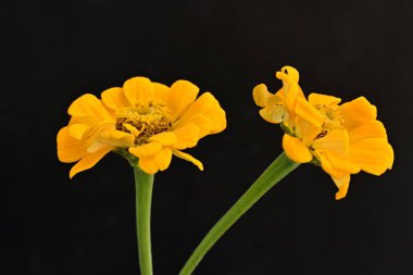 Karanlık arka planda zinnia çiçeklerini kapat 