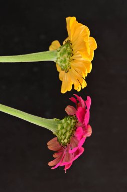 Karanlık arka planda zinnia çiçeklerini kapat 