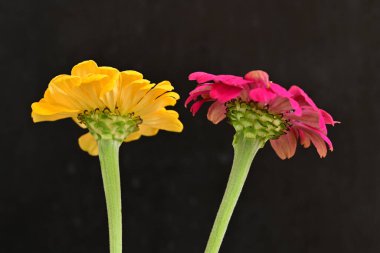 Karanlık arka planda zinnia çiçeklerini kapat 
