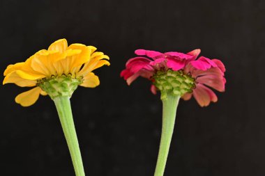 Karanlık arka planda zinnia çiçeklerini kapat 