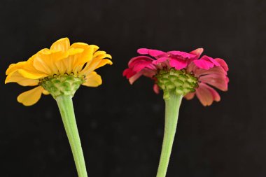 Karanlık arka planda zinnia çiçeklerini kapat 