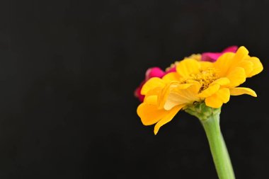 Karanlık arka planda zinnia çiçeklerini kapat 