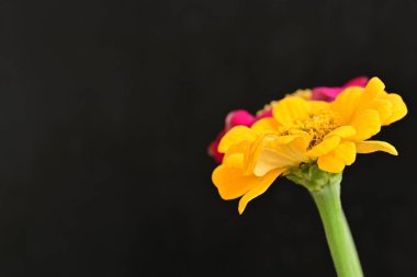 Karanlık arka planda zinnia çiçeklerini kapat 