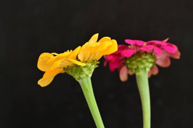 Karanlık arka planda zinnia çiçeklerini kapat 