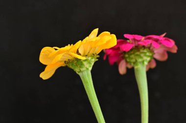 Karanlık arka planda zinnia çiçeklerini kapat 
