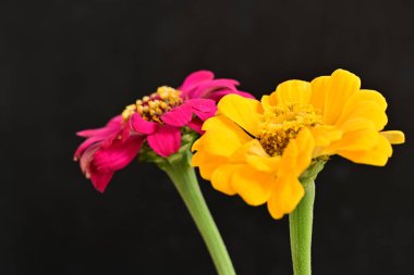 Karanlık arka planda zinnia çiçeklerini kapat 