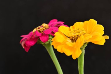 Karanlık arka planda zinnia çiçeklerini kapat 