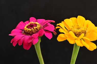 Karanlık arka planda zinnia çiçeklerini kapat 
