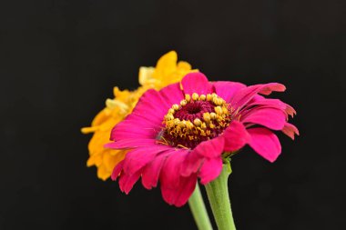 Karanlık arka planda zinnia çiçeklerini kapat 