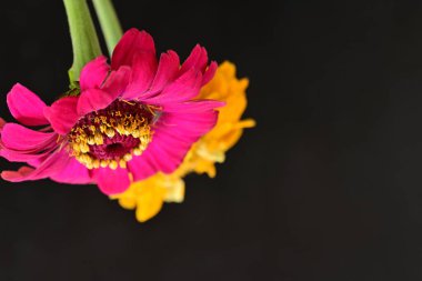 Karanlık arka planda zinnia çiçeklerini kapat 