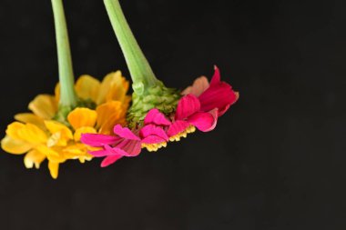 Karanlık arka planda zinnia çiçeklerini kapat 