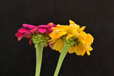 Karanlık arka planda zinnia çiçeklerini kapat 