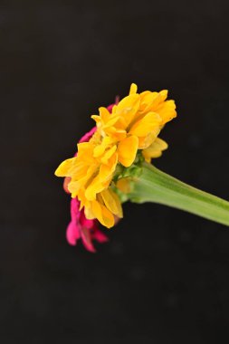 Karanlık arka planda zinnia çiçeklerini kapat 