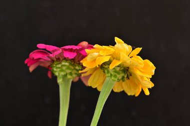 Karanlık arka planda güzel zinnia çiçekleri, yaz konsepti, yakın görüş 