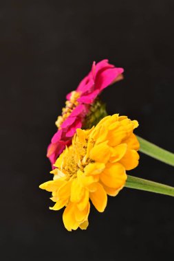 Karanlık arka planda güzel zinnia çiçekleri, yaz konsepti, yakın görüş 